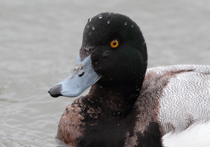 Scaup