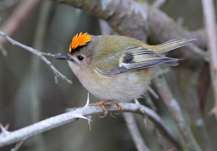 Goldcrest