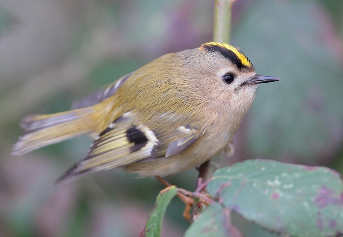 Goldcrest