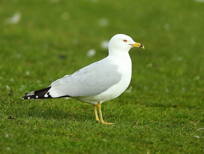 Ring-billed Gull