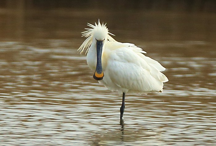 Spoonbill