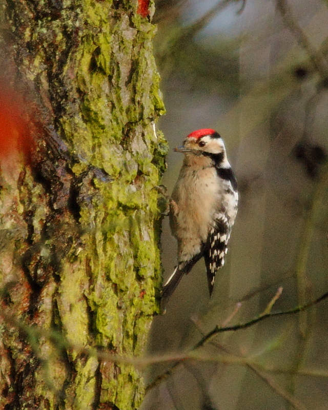 Lesser Spotted Woodpecker