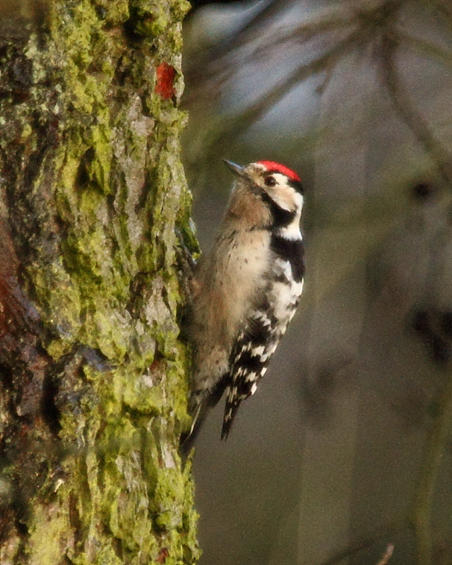 Lesser Spotted Woodpecker