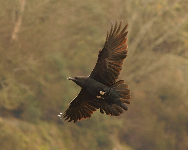 Raven