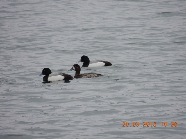 Scaup