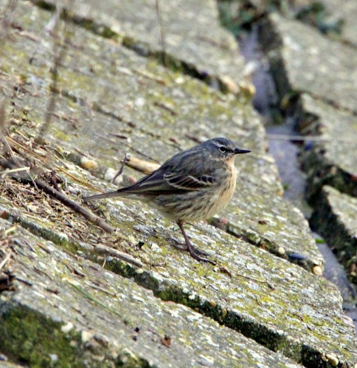Scandinavian Rock Pipit