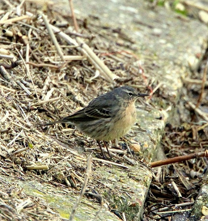 Scandinavian Rock Pipit