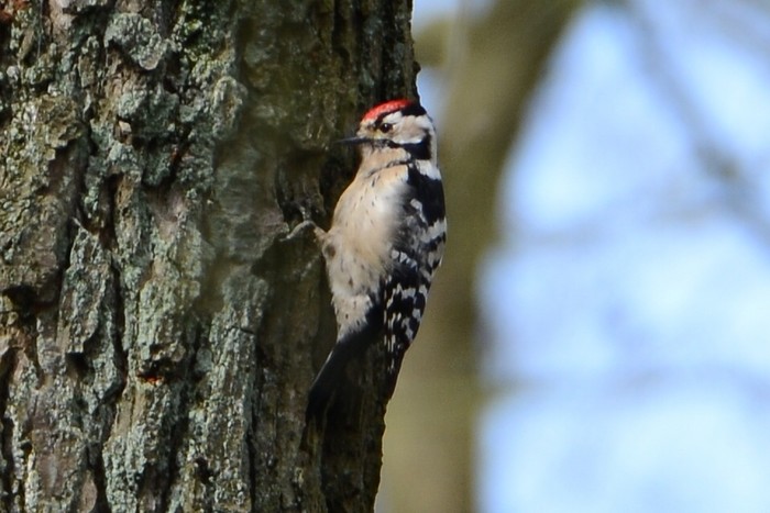 Lesser Spotted Woodpecker