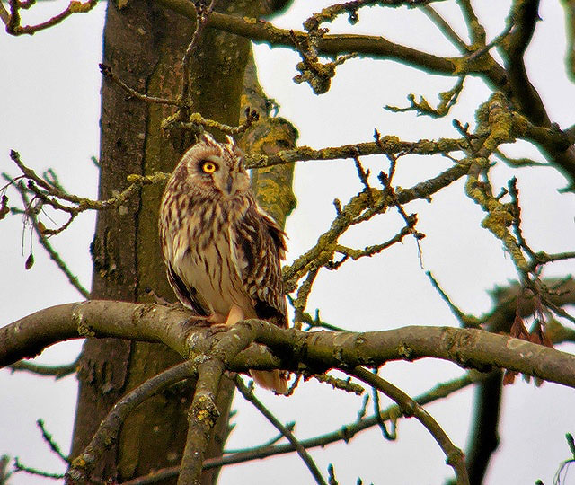 Short-eared Owl