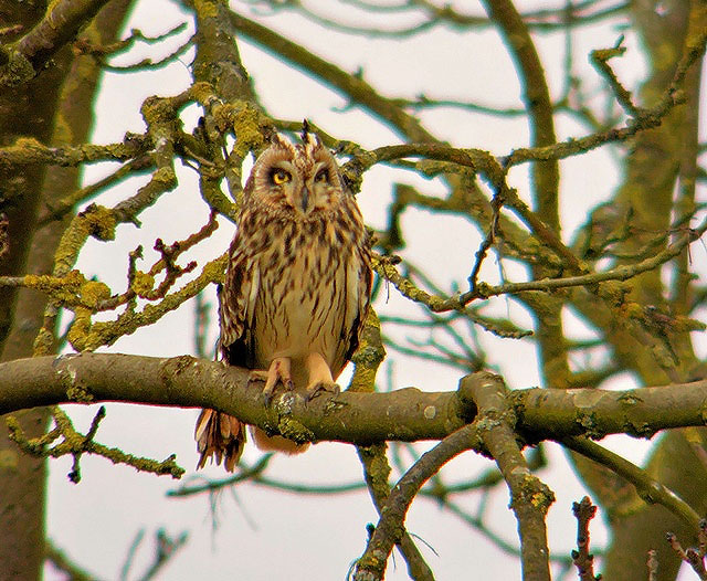 Short-eared Owl