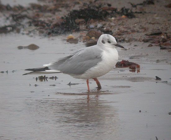 Bonaparte's Gull