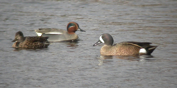 Blue-winged Teal