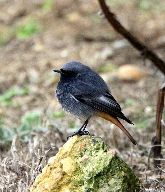 Black Redstart