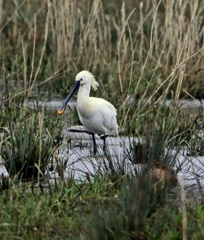 Spoonbill