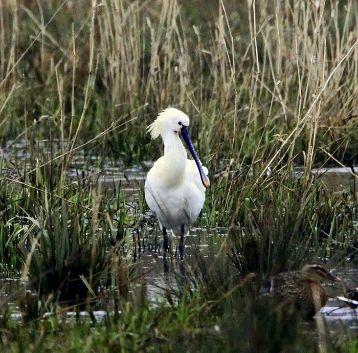 Spoonbill