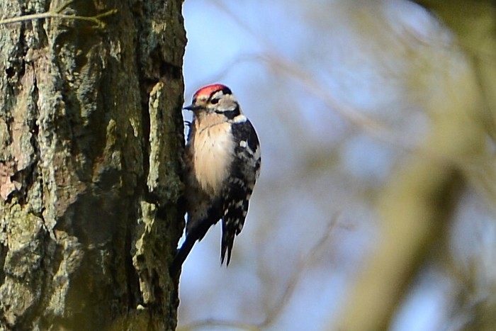 Lesser Spotted Woodpecker