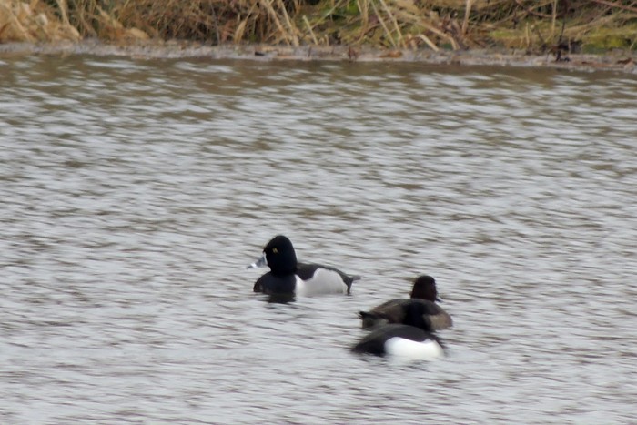 Ring-necked Duck