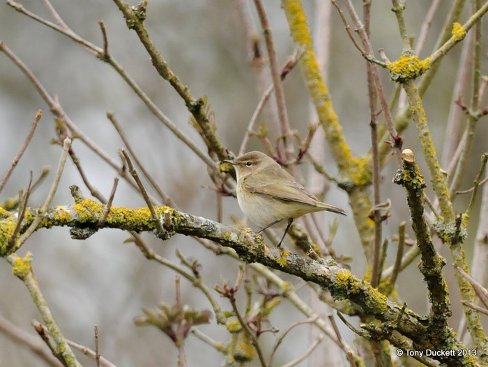 Siberian Chiffchaff