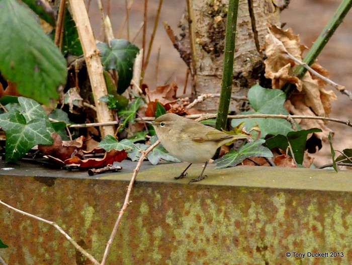 Siberian Chiffchaff