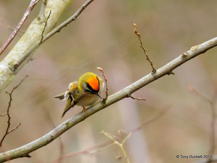 Firecrest