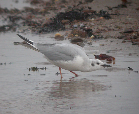 Bonaparte's Gull