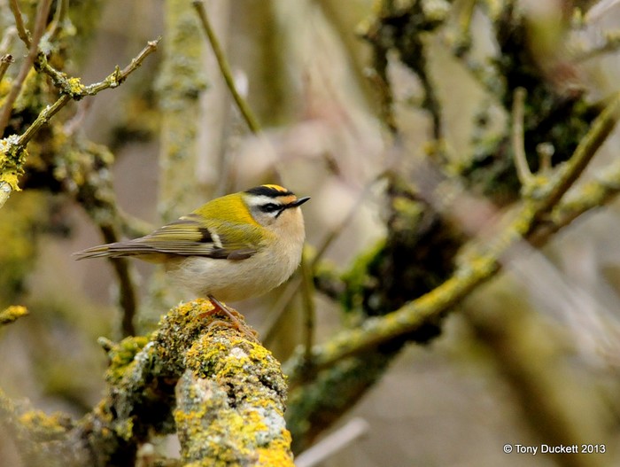 Firecrest