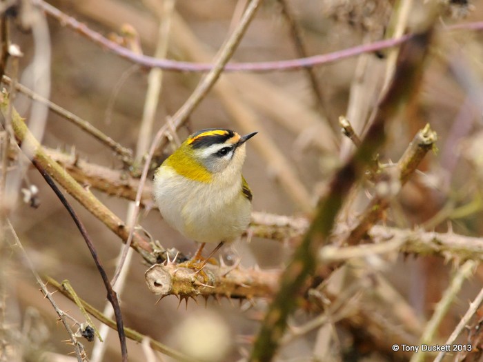 Firecrest