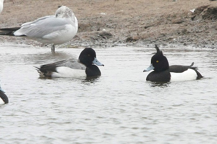 Lesser Scaup