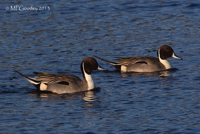Pintail