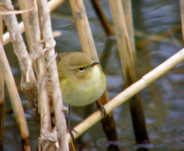 Chiffchaff