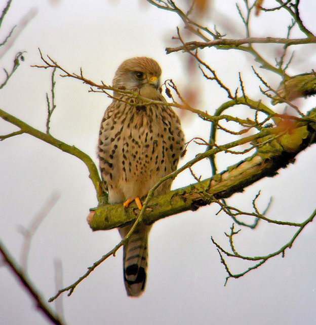 Kestrel