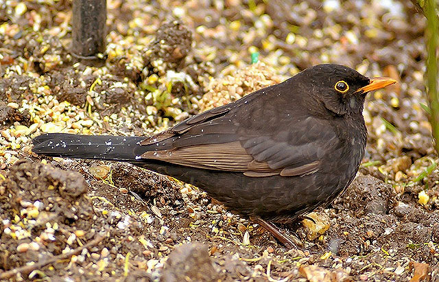 Blackbird