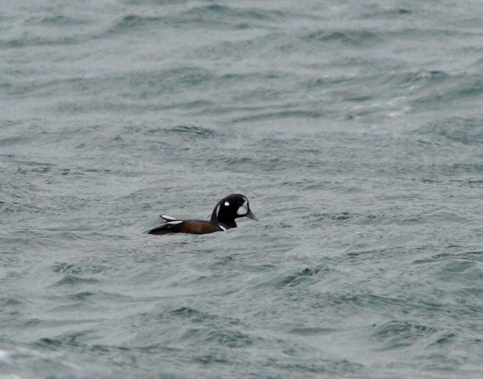 Harlequin Duck