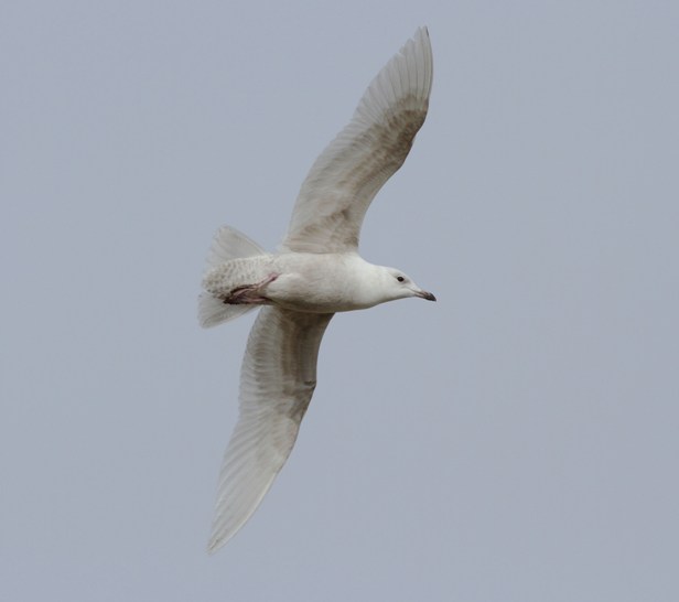 Iceland Gull