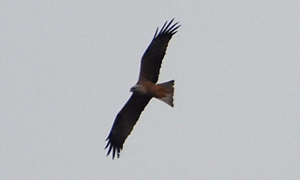 Black Kite
