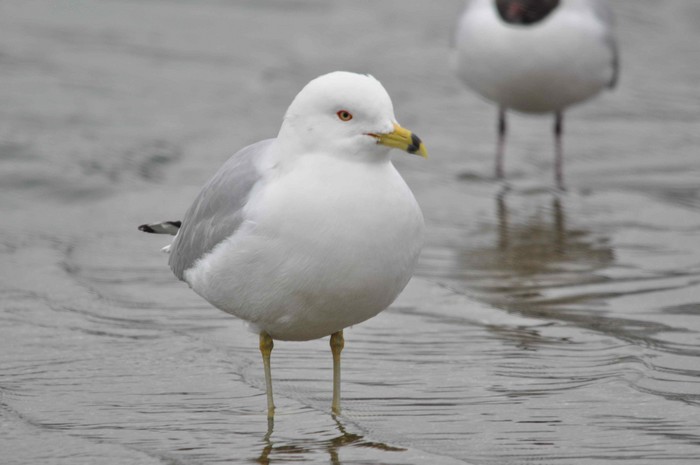 Ring-billed Gull