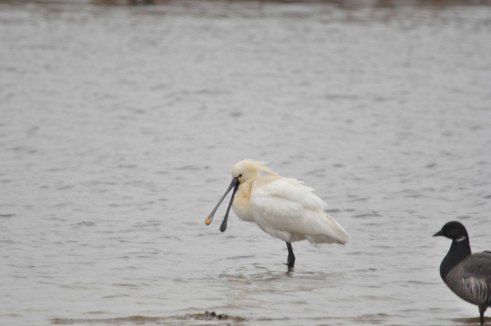 Spoonbill