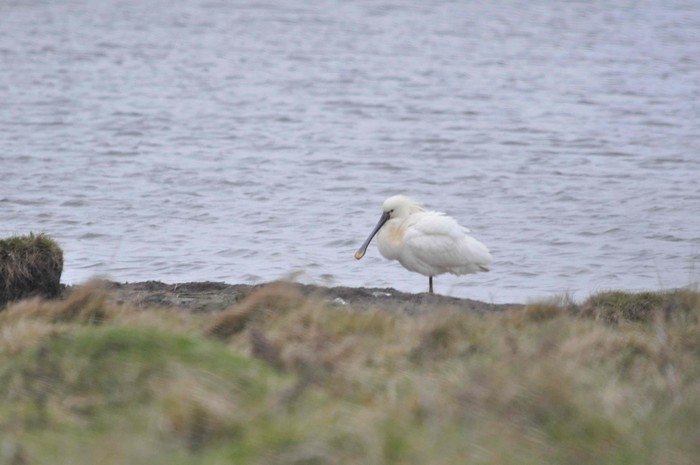 Spoonbill
