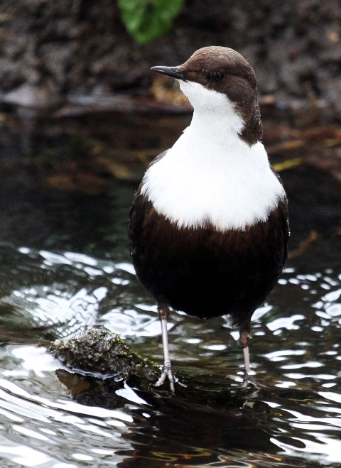 Black-bellied Dipper