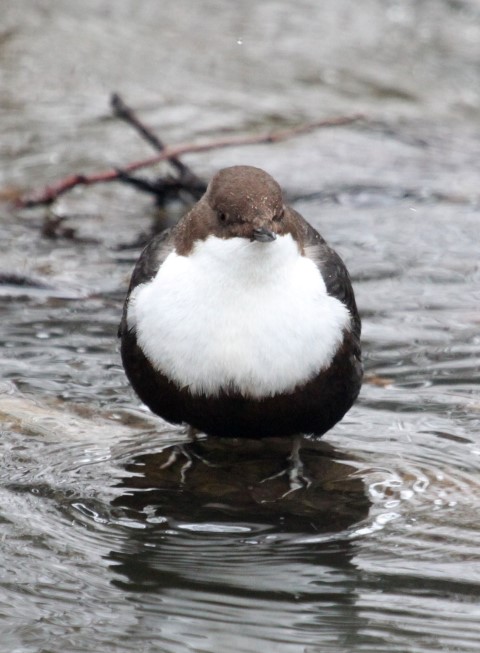 Black-bellied Dipper