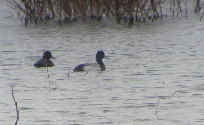 Lesser Scaup