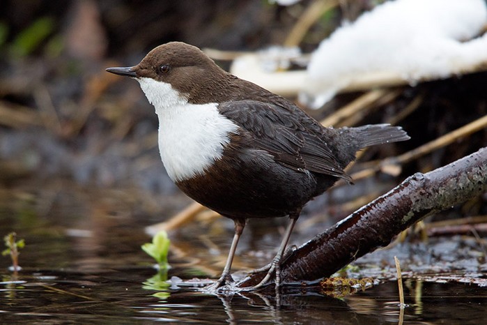 Black-bellied Dipper