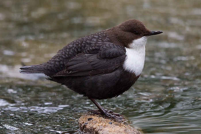 Black-bellied Dipper