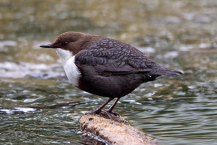 Black-bellied Dipper