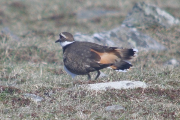 Killdeer