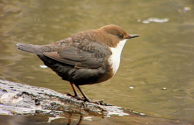 Black-bellied Dipper