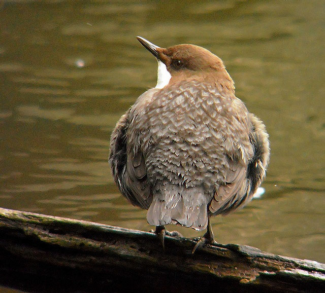 Black-bellied Dipper