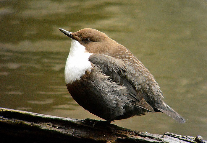 Black-bellied Dipper