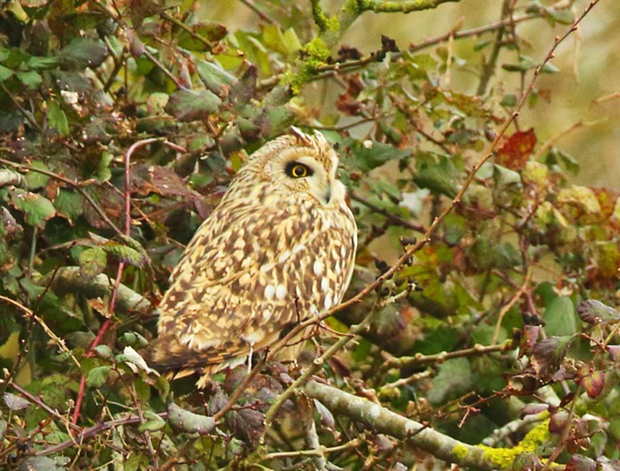 Short-eared Owl