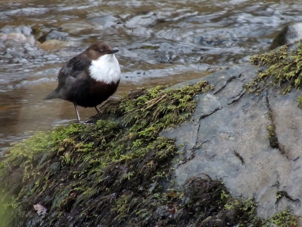Dipper